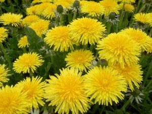 dandelions